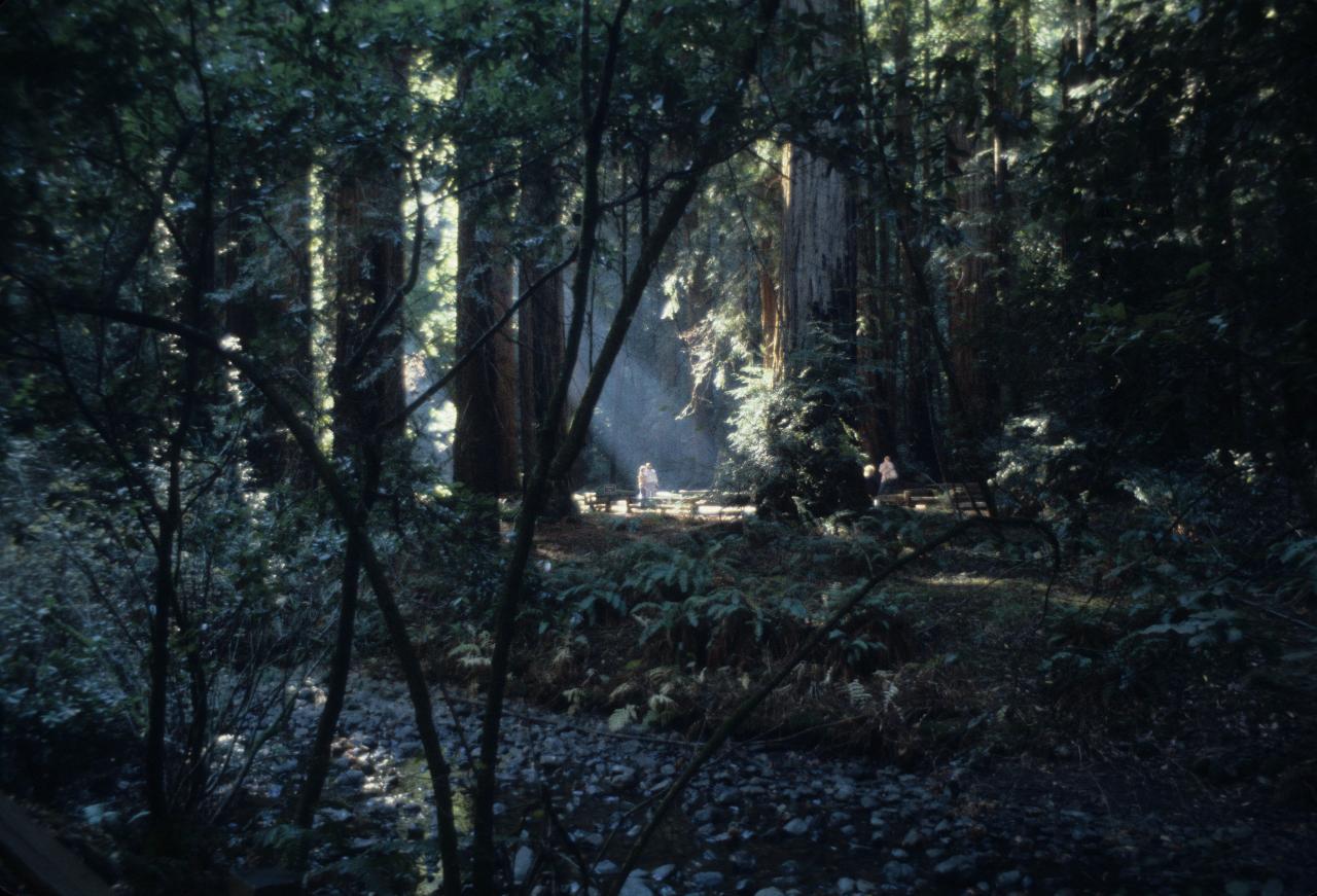 Muir Woods forest scene