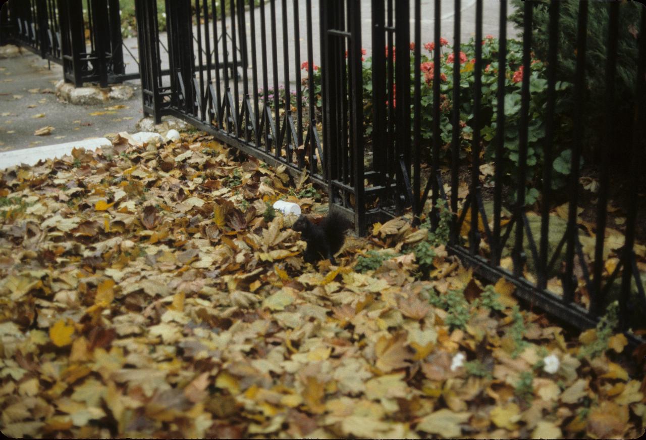 Squirrel outside Catholic cathedral in Toronto, ON