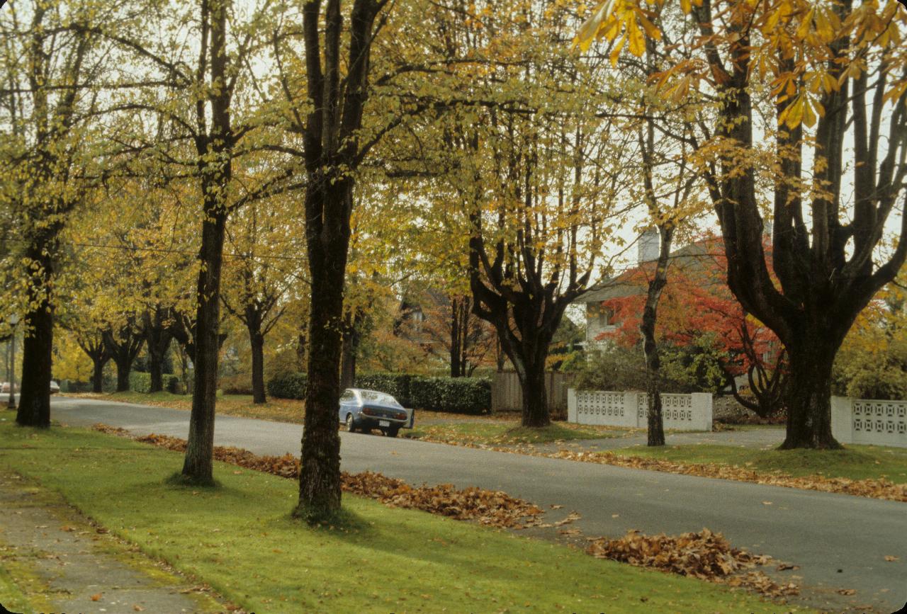 Tree lined street with nice homes, trees with autumn leaves, many on the ground