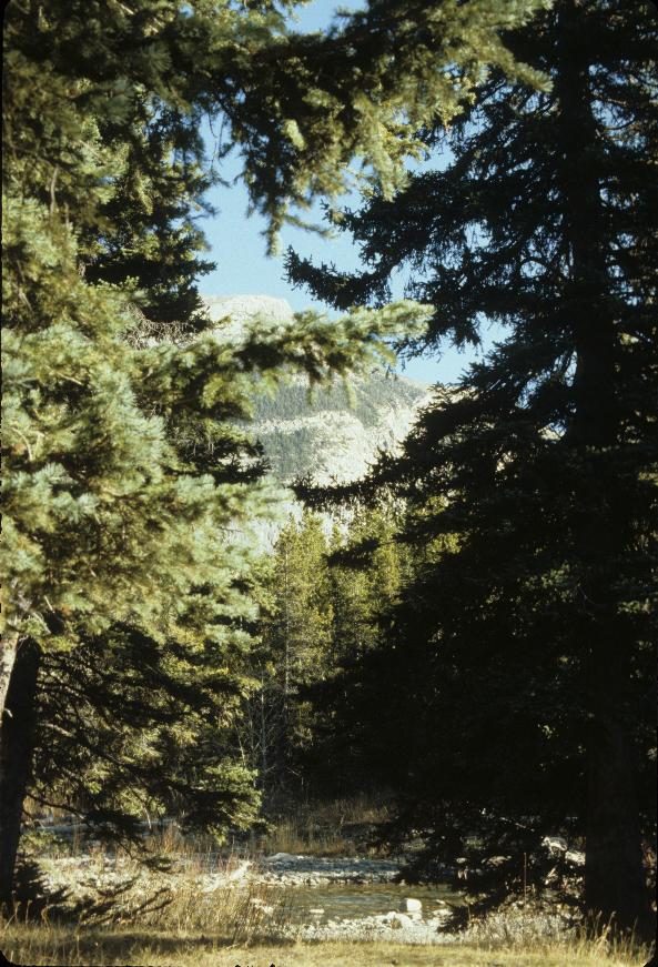 View through trees over stream to distant craggy mountain