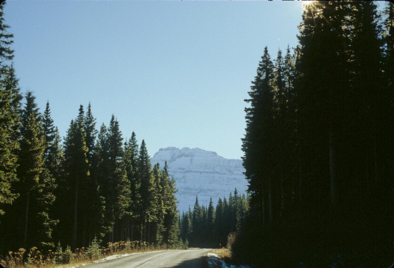 Road through tall pine trees to distant rugged mountain side covered in snow