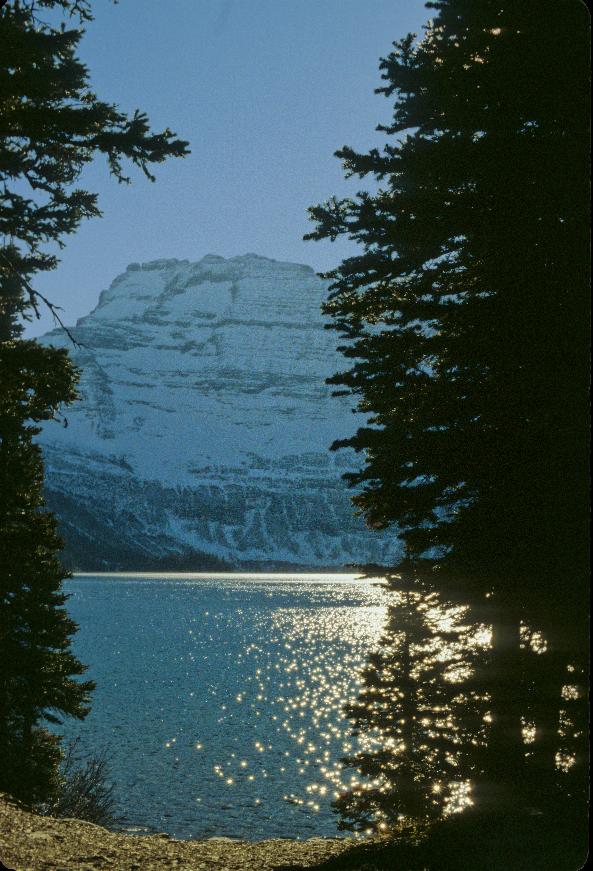 View through tall pine trees over lake to distant rugged mountain side covered in snow