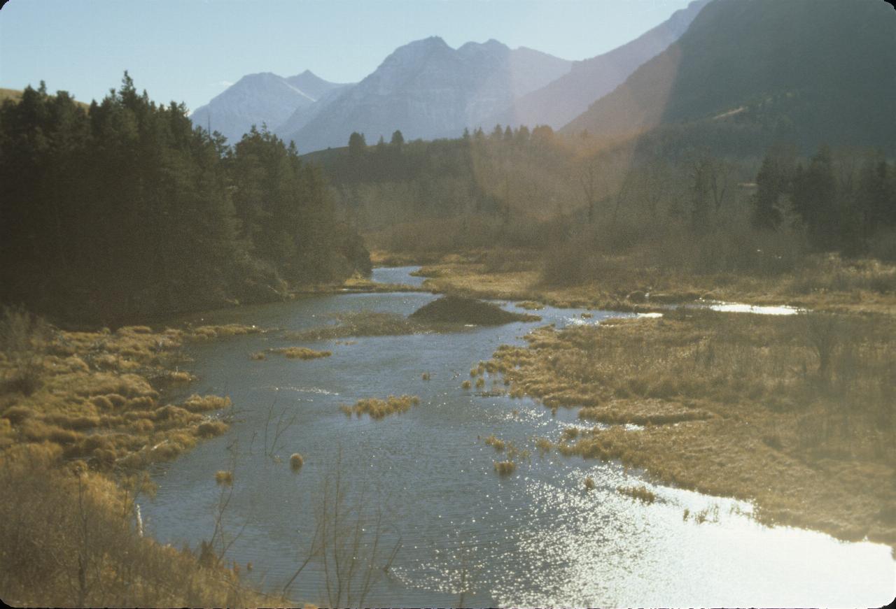 Rugged mountains in background, pine forests and a beaver dam and mound in the foreground