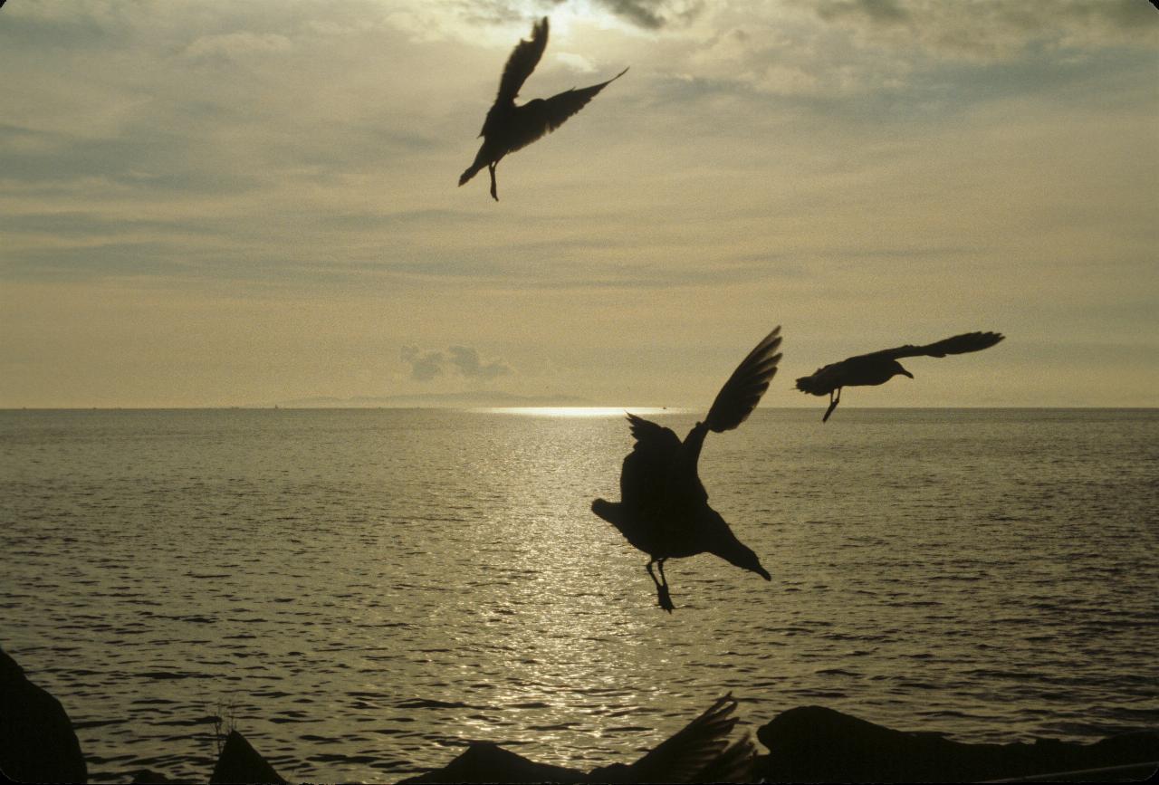 Seagulls in silhouette against ocean backdrop