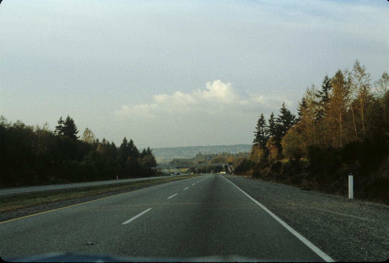 Four lane divided highway between dense trees on both sides