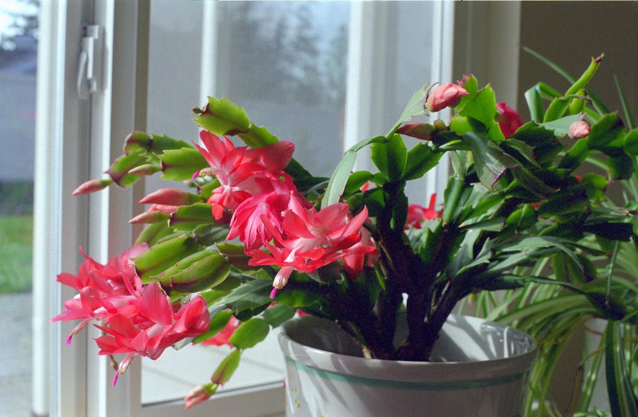 Zygo cactus in bloom