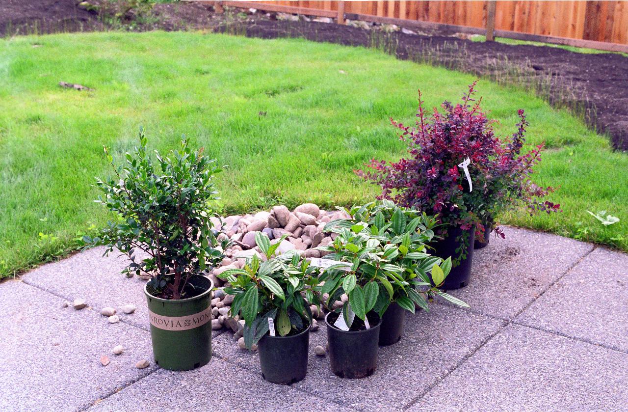  Plants ready for planting