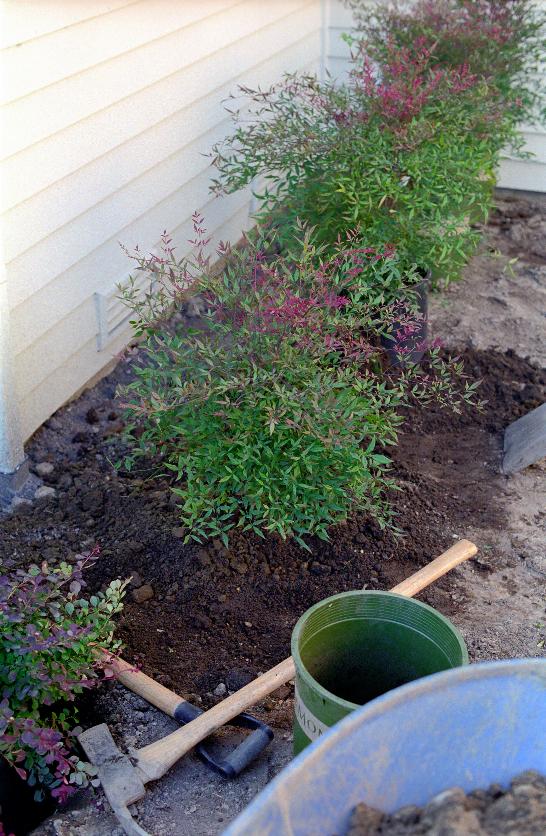 Plants in the ground