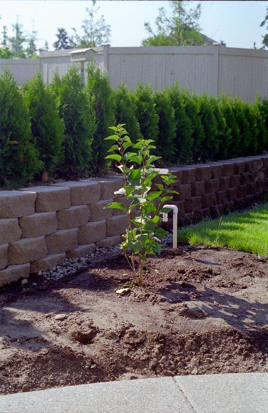 Lilac bush