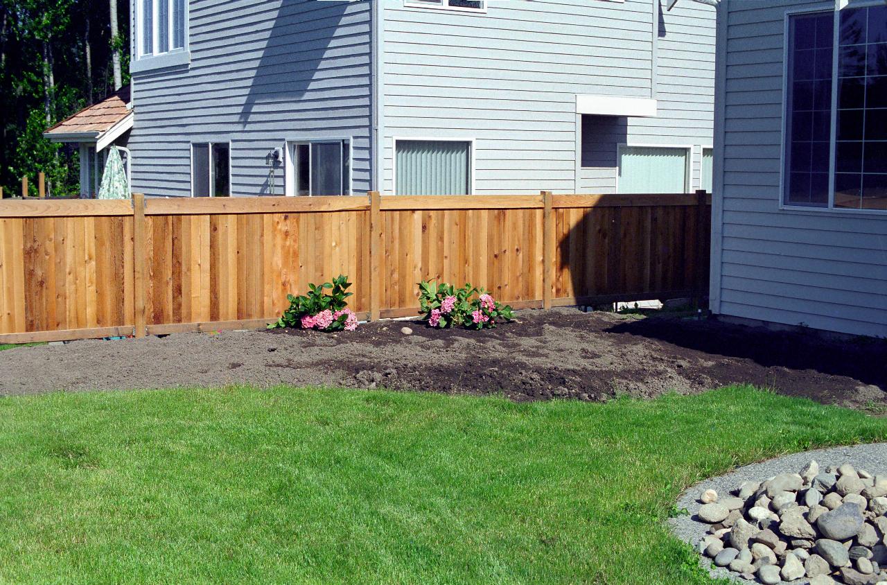 Hydrangea bushes