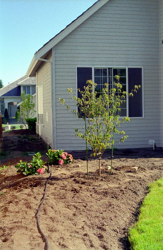 First tree - Cornus Kusa