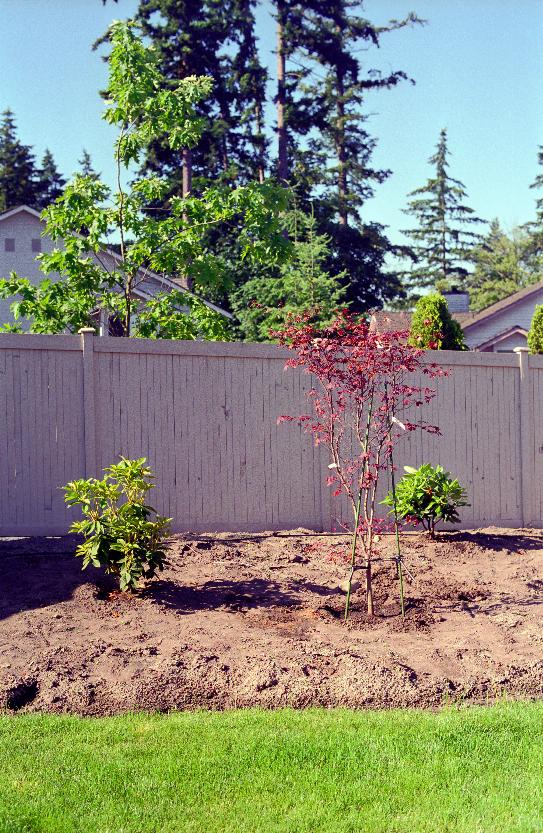 Japanese Maple