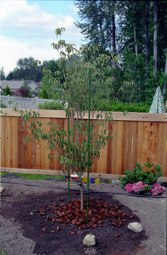 Another view of dogwood