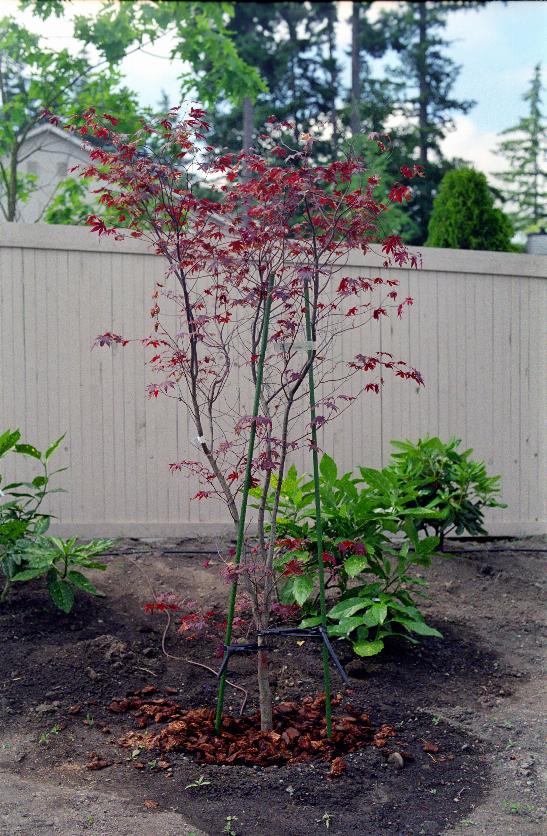 Close up of Bloodgood Maple