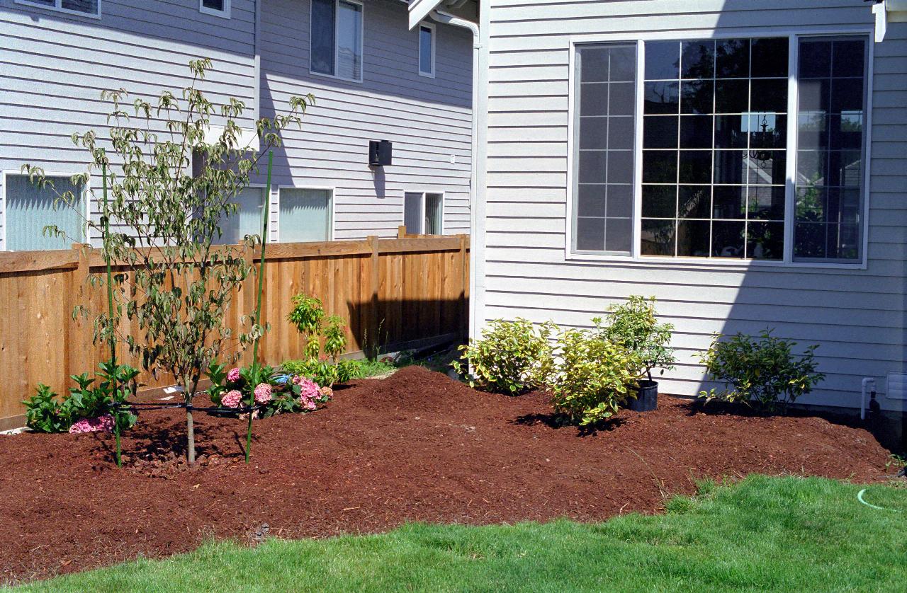 West side garden, with Eleagnus