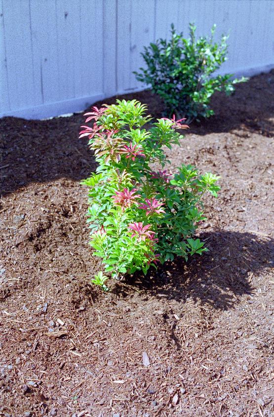 Close up of Pieris