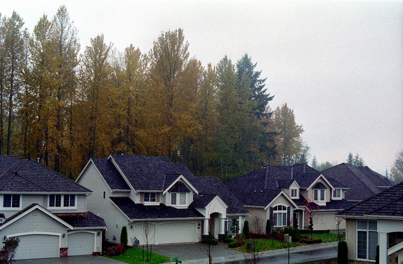 Cottonwoods in fall