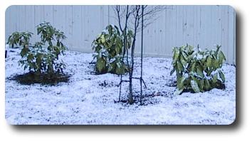 Plants with snow