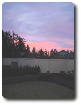 Pink sky on the horizon behind tall pine trees