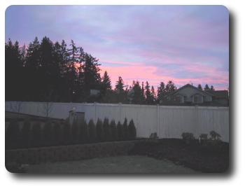 Pink sky on the horizon behind tall pine trees