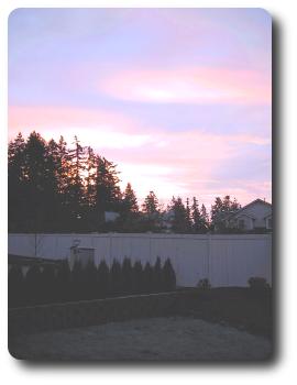 Pink sky increasing over grey with tall trees on the horizon