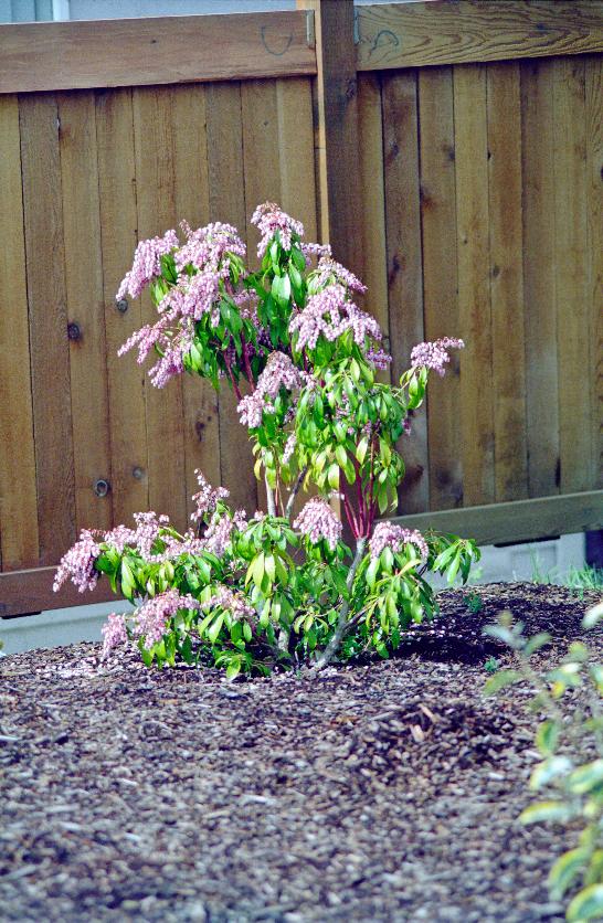 Shrub with pink and white flowers