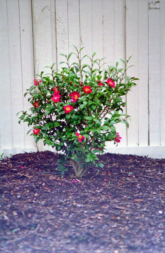 Small shrub with red flowers with a yellow centre