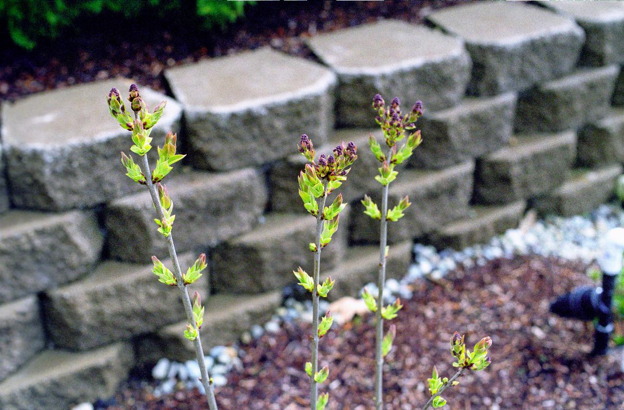 Long stems with small, budding leaves and early flower buds