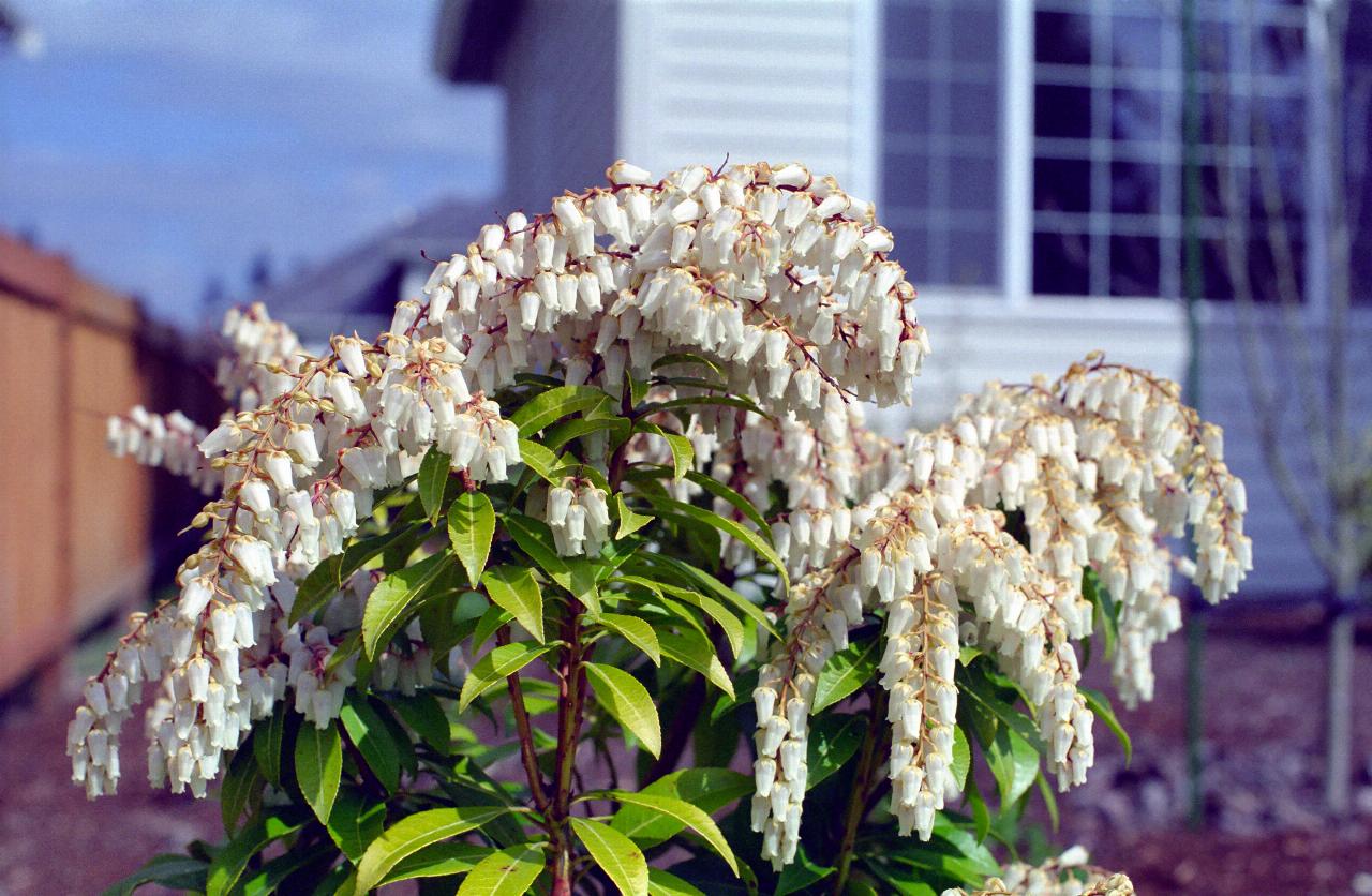 White flowered Mountain Fire Pieris