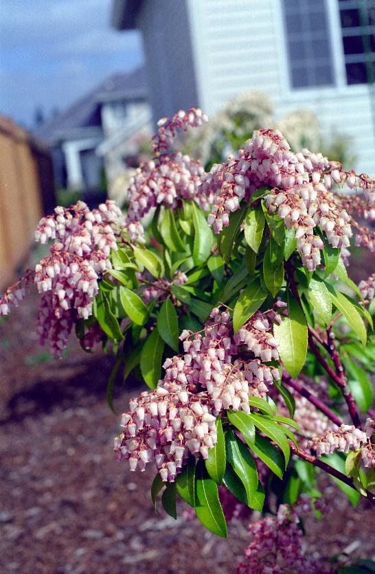 Another Mountain Fire Pieris