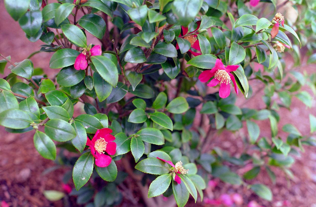 Camelia Sasaquana