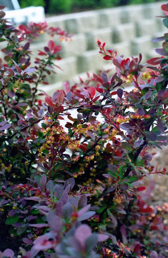 Barberry bush