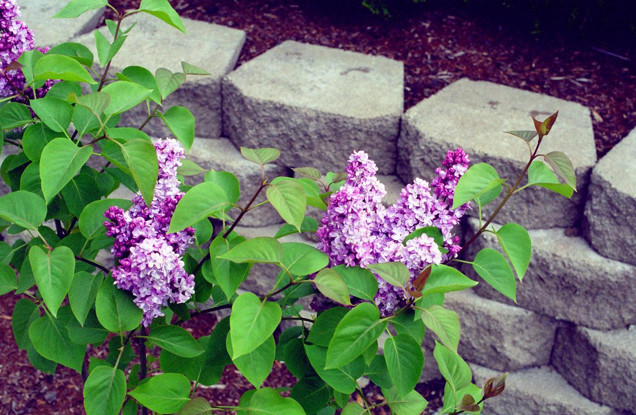 Lilac bush blooms