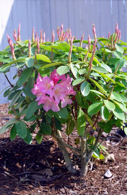 Rhododendron