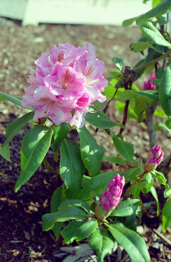 Rhodendron bloom