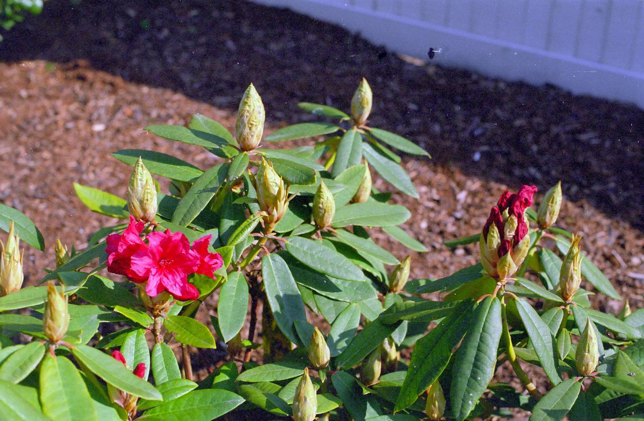 Rhododendron