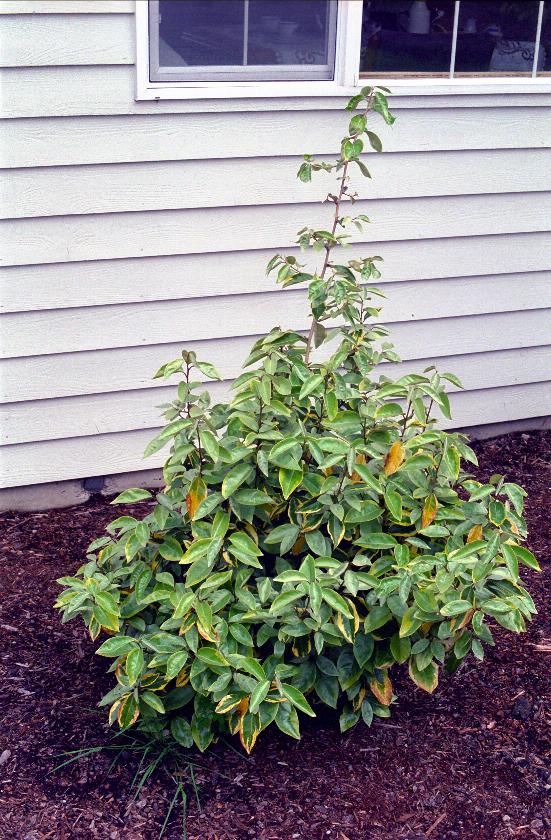 Growth spurt from the Eleagnus outside dining room window