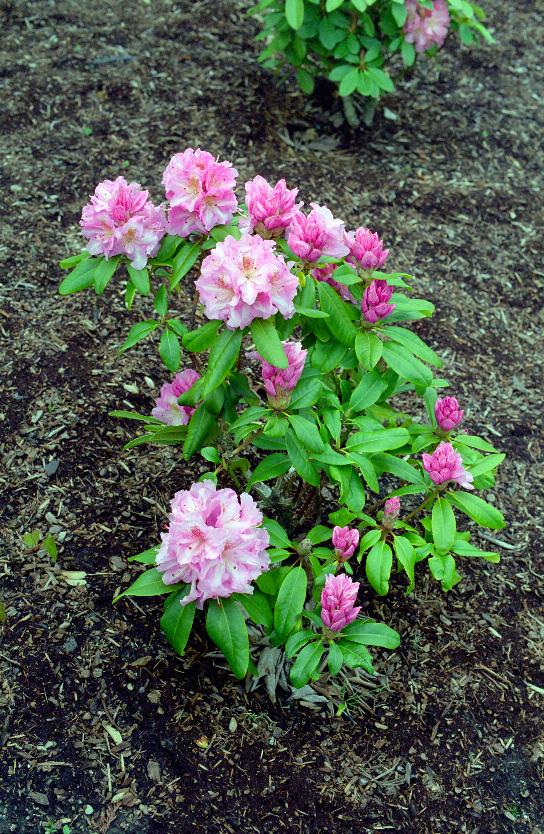 Another rhododendron in bloom