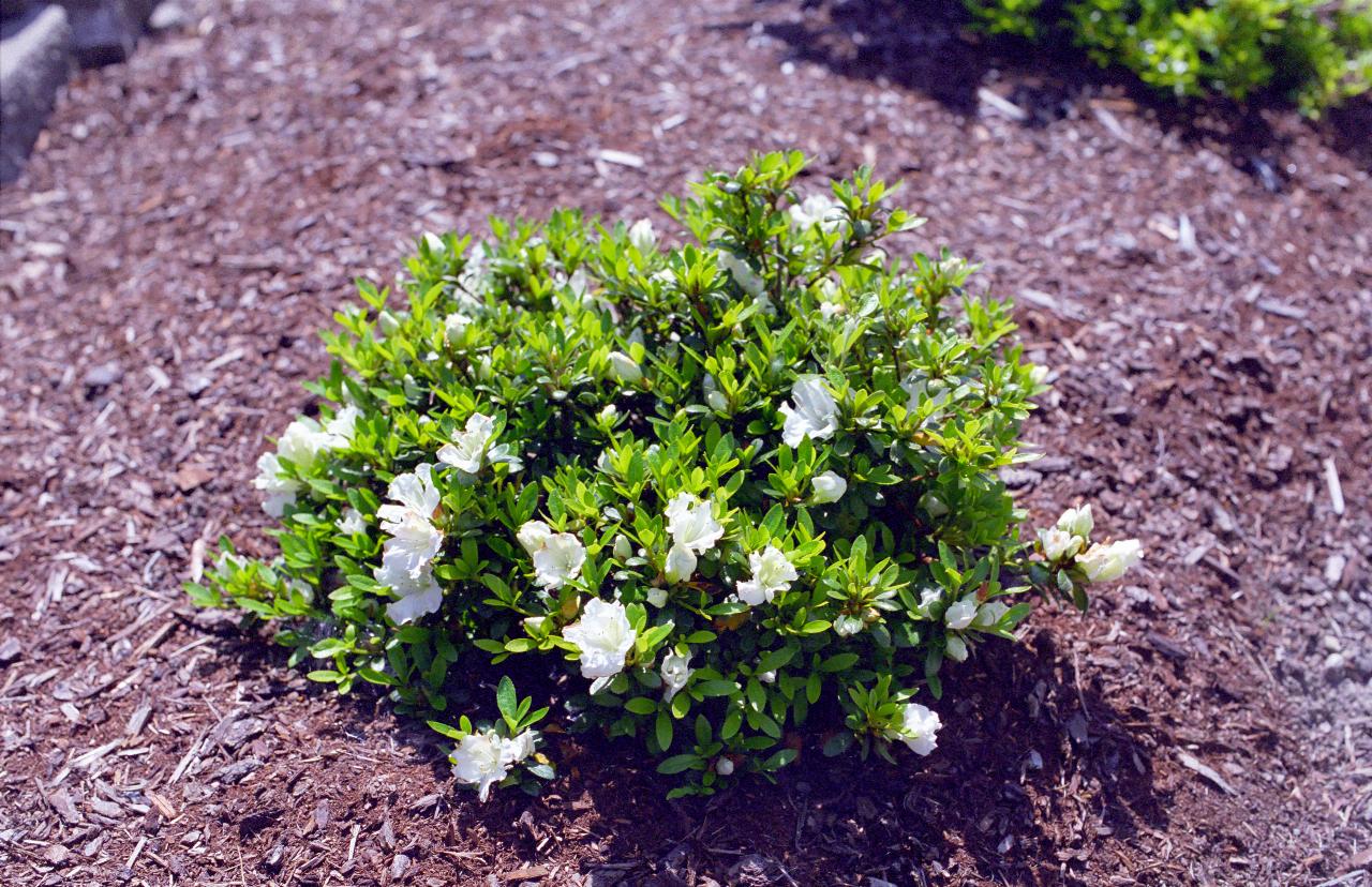 Small azalea with some little white flowers