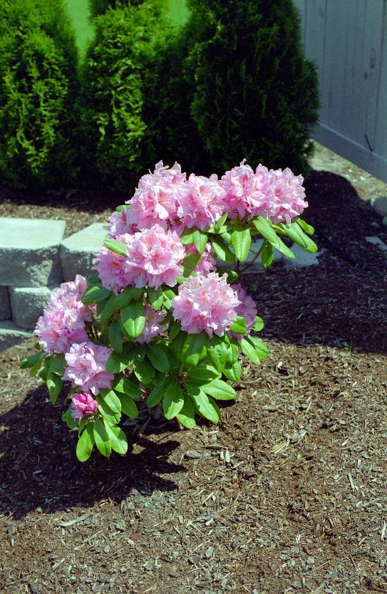 More Rhodies