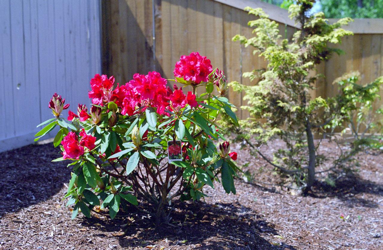 Rhododendron