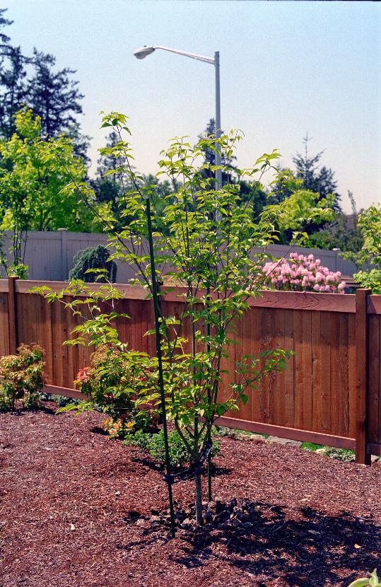 Dogwood tree