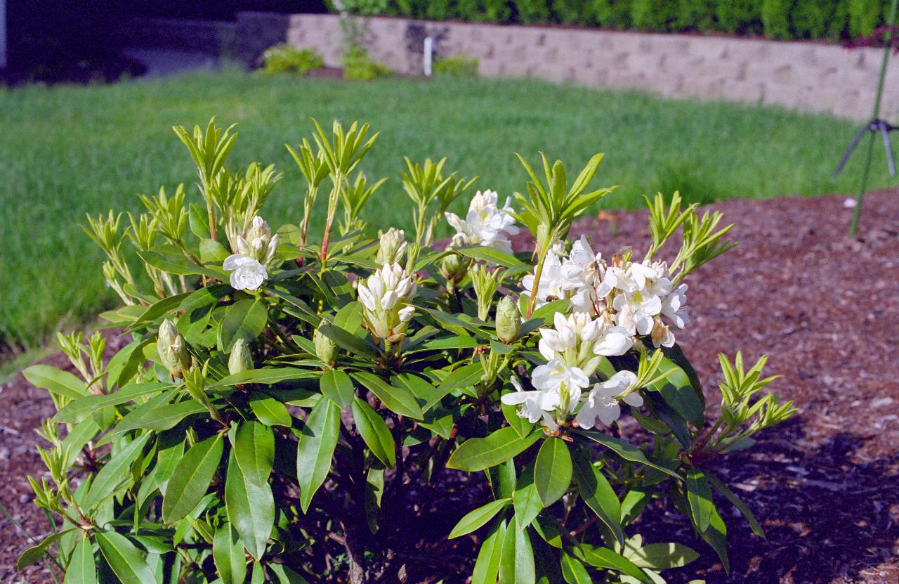 The White Rhodie