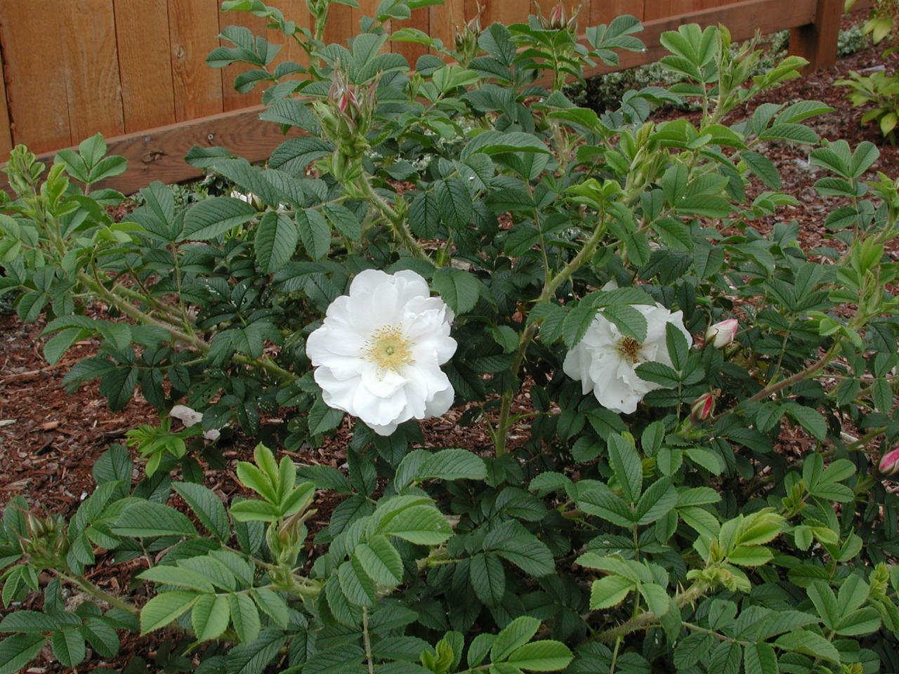 Rose bush, low to ground, green leaves and 2 white roses