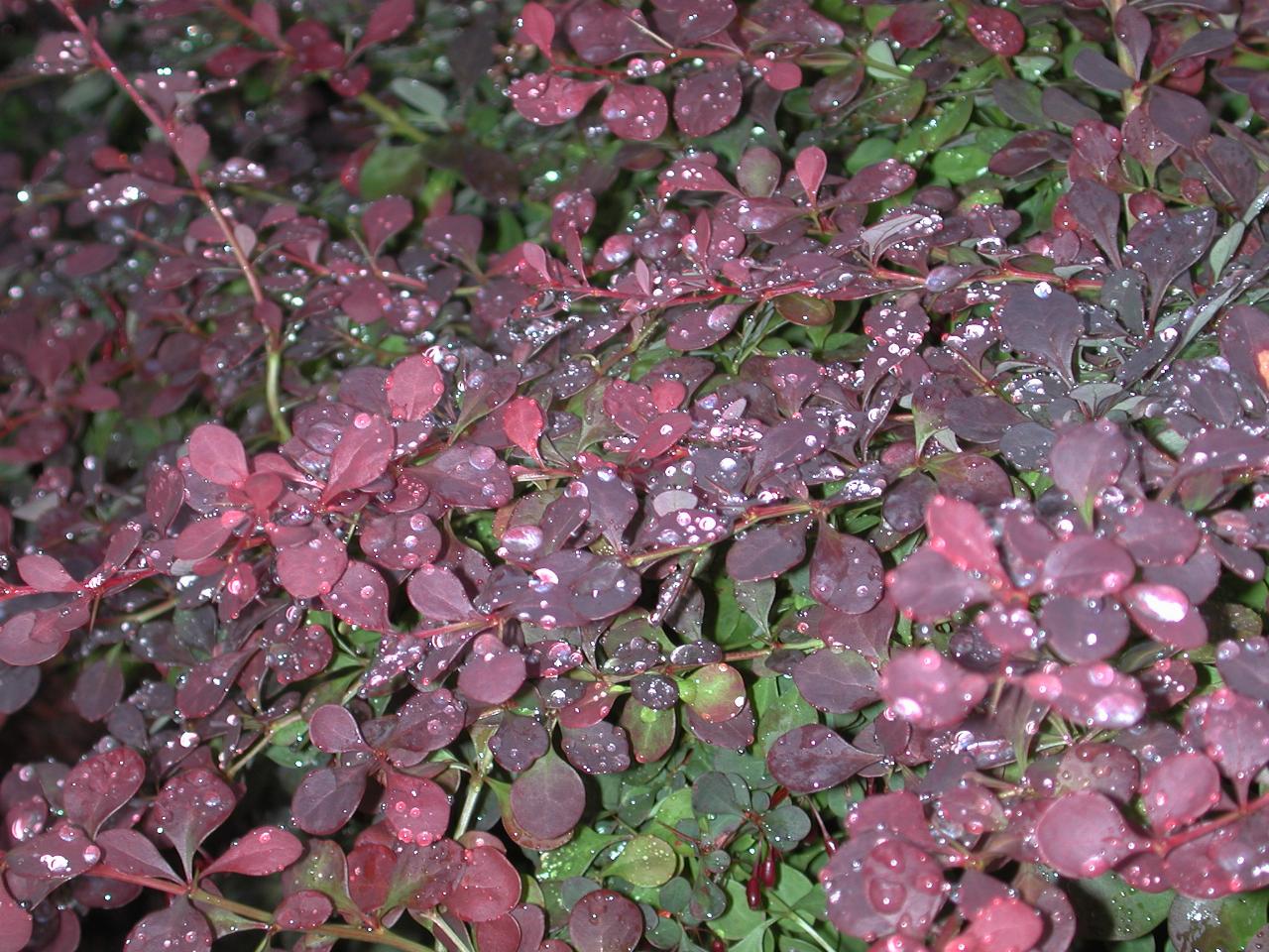 Red leaved bush with raindrops pooling on the leaves