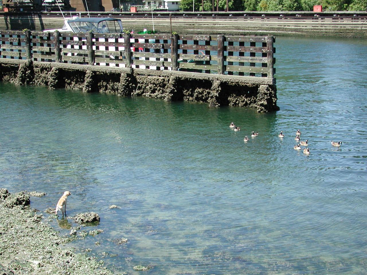 A dog on the water's edge trying to heard some ducks