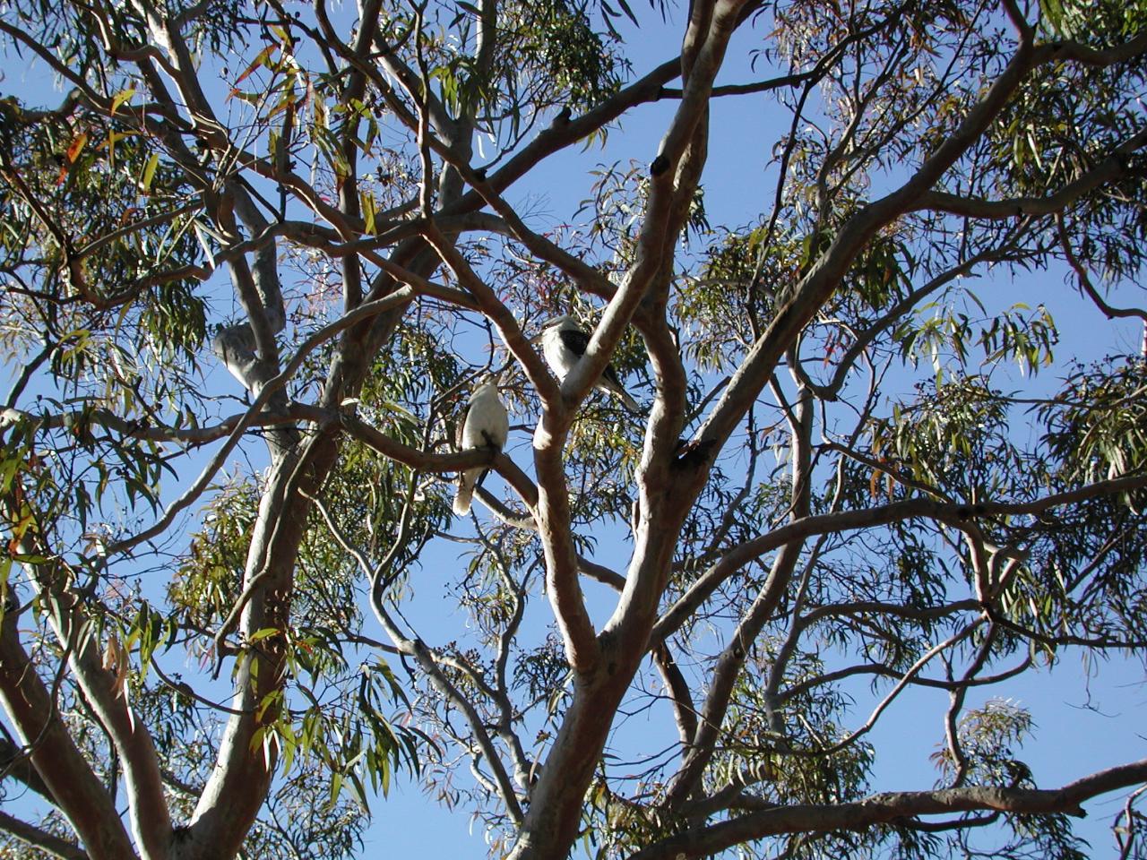 Two kookaburras (bird) sitting in a tree