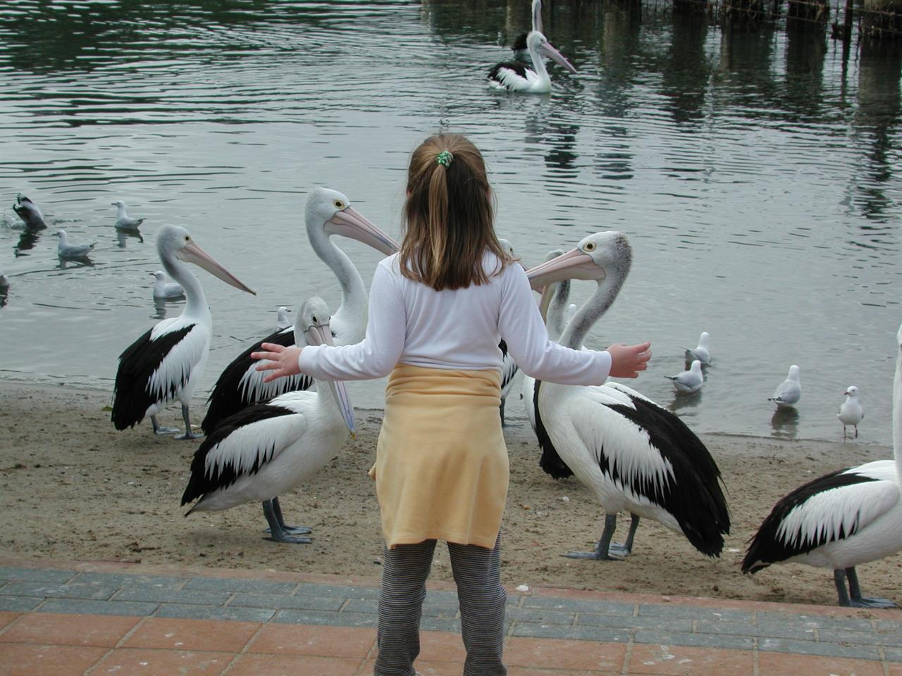 Little girl, back to camera, with arms out by her side, in front of pelican flock