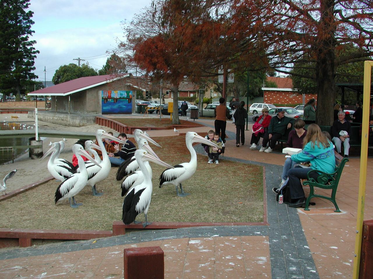 Pelicans approaching people seated on bench