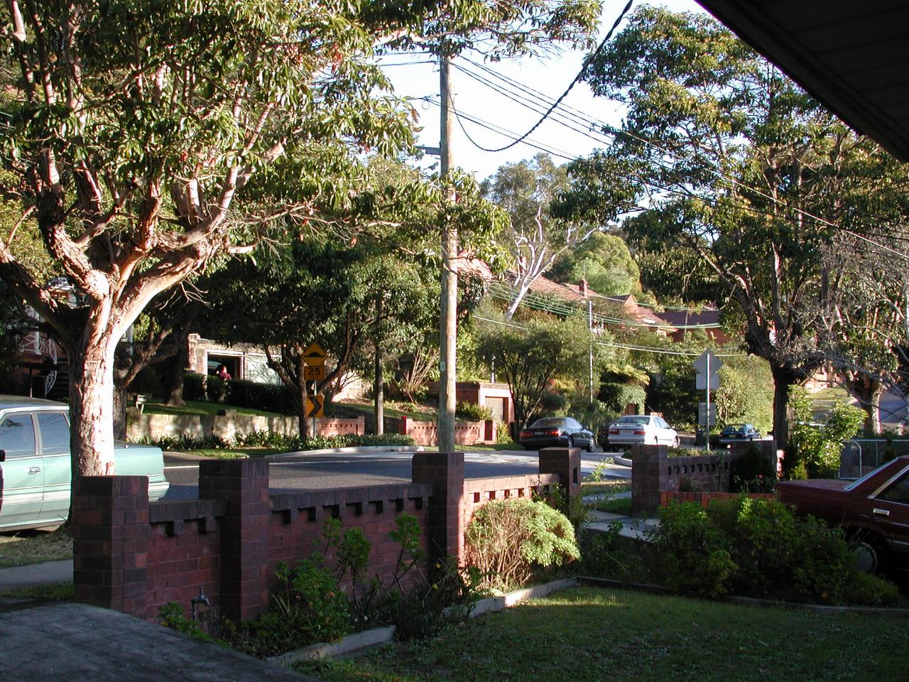 Short section of street lined with box trees